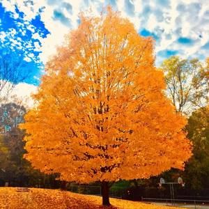 Meet your Posher, Ebony